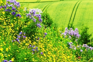 花々が咲き乱れる斜面の向こうに、緑の小麦畑が広がる。