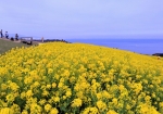 4/16 咲き誇った“菜の花”の背景には穏やかな大阪湾が広がっていました・・・!!!