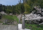 八幡山・竹林と桜
