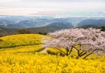 桜と菜の花が満開の白木峰高原