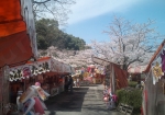 桜祭り 2