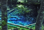 魅せられるほど美しいエメラルドブルー色の神の子池