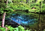 森の緑に囲まれた神の子池。全て湧水で出来た池です