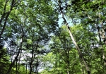 木漏れ日が心地よい森の中を散策できます。思いっきり深呼吸したくなります