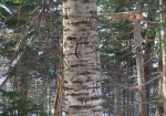 シラカバの木に付けられたヒグマの爪あと（茶色くなった筋が爪あと：普通に見れます）