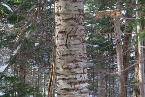 シラカバの木に付けられたヒグマの爪あと（茶色くなった筋が爪あと：普通に見れます）