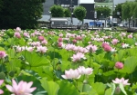 夏はハスが美しい千秋公園　© 秋田市