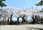 千秋公園の桜　© 秋田市