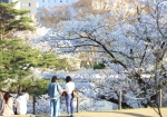 満開の桜と千秋公園　© 秋田市