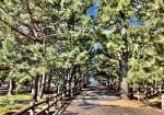 駐車場から歩くと松、松の松原です