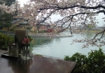 テーブルの小物と一緒に桜の向こうの中の島