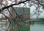 桜の向こうに外輪船