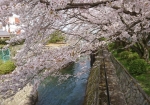 桜が覆いかぶさる疎水