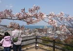 境内の高台から臨む桜の向こうの琵琶湖