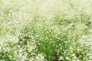白いカスミソウの向こうに広がる花畑