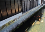 三寺参りの写真でよく見かける円光寺付近の水路。