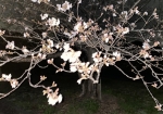 笠原桜公園にて、夜桜。