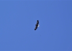 羽を広げると2.5mはあるオオワシが、上空を旋回しながらオホーツク海の彼方へ飛んで行きました。