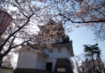 横手城の桜はいいですよ！