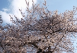 桜の季節にぜひ！