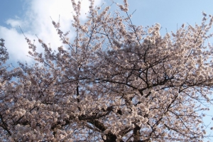 桜の季節にぜひ！