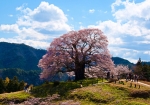山あいに立つ醍醐桜　樹齢1000年と言われている