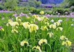 6/23 花園を彩る黄色の“花しょうぶ”...と、…!!!