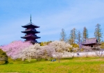 桜と国分寺五重塔です。