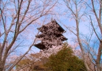 桜越しの見上げる五重塔も美しいです。