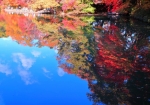 11/22 水鏡に映し出された美し秋を撮ってみました・・・!!!