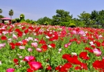5/25 小高い丘に咲く・・・彩り豊かな“ヒナゲシ”の花たちを・・!!!