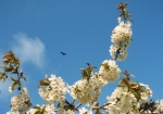 鳶と7月の収穫が待ち遠しい満開のサクランボの花(5月）ジュルルッッ