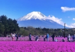4月中旬朝の富士芝桜