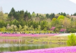 例年4月中旬から5月下旬に開催される富士芝桜まつり