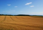 まもなく麦秋を迎える小麦畑。（小麦畑の筋は、トラクターが薬剤散布のために通過した跡）
