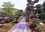 4/23 咲き並ぶ“牡丹”の花々が石畳の参道を美しく彩っていました・・・!!!