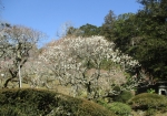 成田山公園内の梅