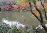 成田山公園の池のまわり