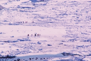 流氷の上を歩く流氷ウオークツアー。もちろんココは日本です