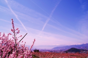 桃の花咲く甲府盆地。（遠く雪化粧の南アルプスや飛行機雲もきれい）