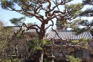 樹齢400年の赤松。うねってます(^^)