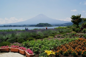 ハーブ園の花々と河口湖。その向こうに雄大な富士山が望めます。