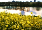 江戸川の水面に映る木々（柳？）と菜の花