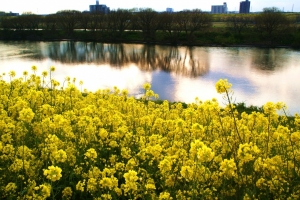 江戸川の水面に映る木々（柳？）と菜の花