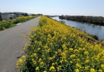 道の両端に菜の花。埼玉サイクリングロードより花の位置が低い