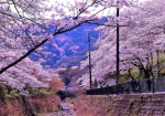 3/29 山中川沿い500mに咲き誇る満開の千本桜を・・・!!!