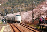3/31 沿線の❛桜❜と【くろしお287系】の列車と撮り鉄の人達･･･!!!