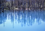 水鏡になった青い池が、木々を写し込みます