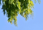 メタセコイアの葉