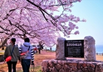 4/1 満開の桜並木を仲良く愛で楽しむ微笑ましいカップルの後姿を❛パチリ❜...と、・・・!!!